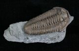 Prone Flexicalymene Trilobite - Indiana #5036-2